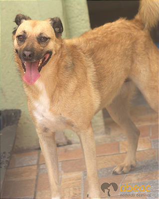 Cockie-Bibi - 06 anos