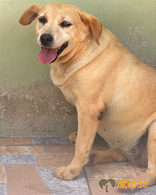 Collie-Wanderléia - 09 anos