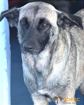 Darma-300 Anjos - 07 anos