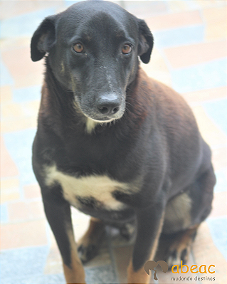 Huk-Aurora - 08 anos