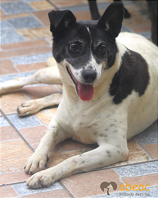 Meg-300 Anjos - 10 anos