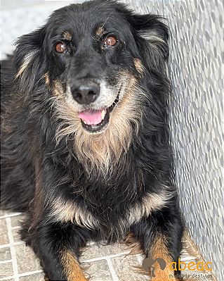 Melissa-300 Anjos - 10 anos