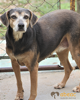 Peixinho-Marcelo - 15 anos