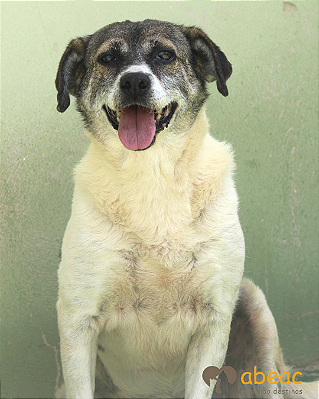 Pipoca-Balsa - 11 anos