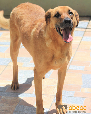 Pituco-Mel - 09 anos