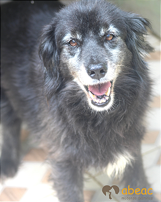 Pretinha-Carapicuiba - 11 anos