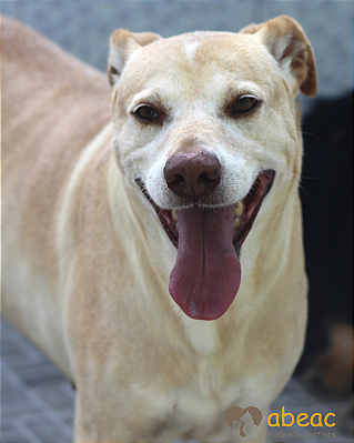 Rex-300 Anjos - 08 anos