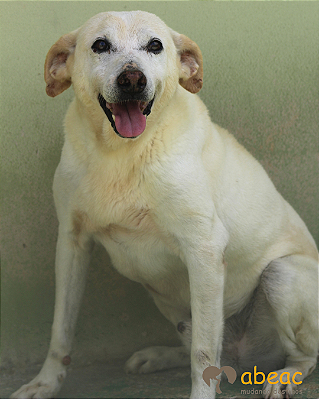 Roque-300 Anjos - 15 anos