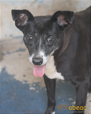 Sheik-Dna Beth - 12 anos