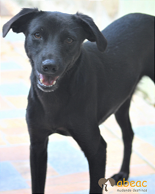 Tico-Fiona - 04 anos