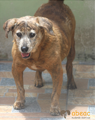 Tiger-Wanderléia - 12 anos