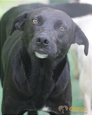 Zico-300 Anjos - 10 anos