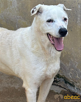 Branco-300 Anjos - 13 anos