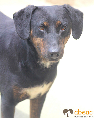 Bucky-Caucaia - 05 anos