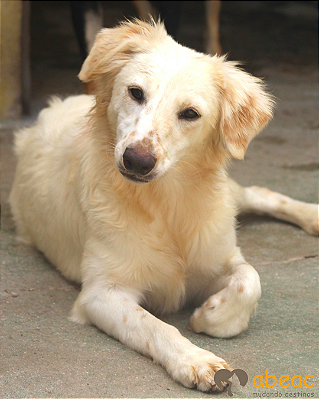 Cherry-Caucaia - 04 anos