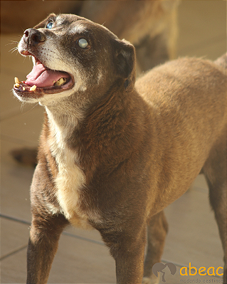 Chocolate-Parelheiros - 16 anos