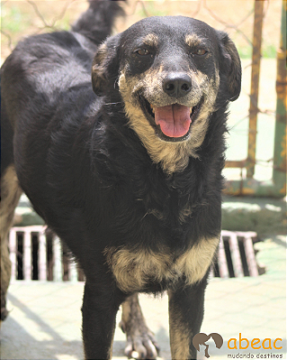 Cristal- 300 Anjos - 08 anos
