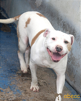 Dandara-300 Anjos - 05 anos