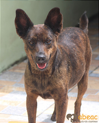 Dara-Carapicuiba - 10 anos