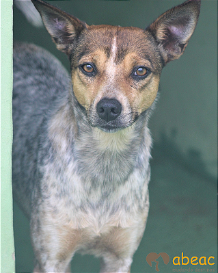 Dolly-Caucaia - 10 anos