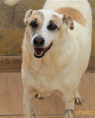 Duquesa-Eve - 06 anos