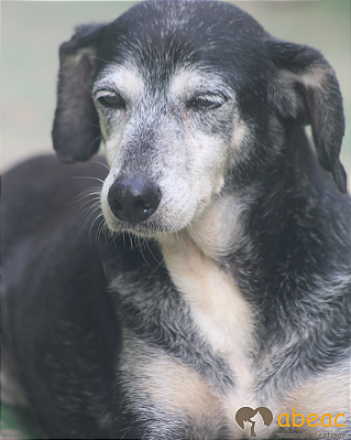 Lara-300 Anjos - 13 anos