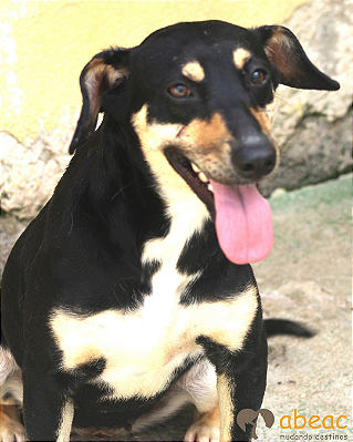 Lucy-Caucaia - 06 anos