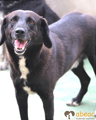 Otto-300 Anjos - 08 anos