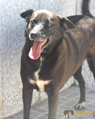 Pedrita-300 Anjos - 10 anos