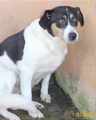 Sandy-300 Anjos - 10 anos