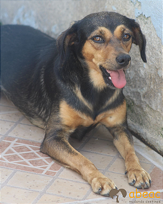 Sara-300 Anjos - 11 anos