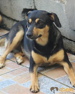 Sushi-300 Anjos - 06 anos