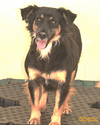 Suzy-Caucaia - 06 anos