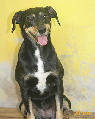 Talita-300 Anjos - 11 anos