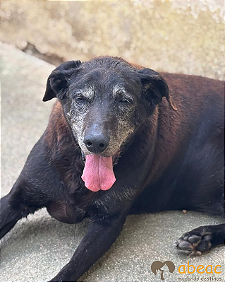 Teca-Zoonose - 16 anos *APADRINHADA*