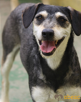 Ziggy-Bolinha - 08 anos *APADRINHADO*