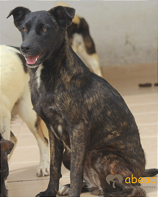 Amora-Luna - 02 anos