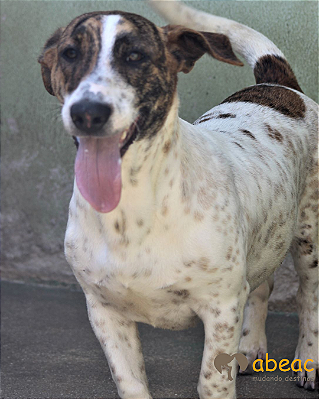 Aya-Caucaia - 06 anos