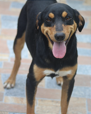 Bart-Betina - 04 anos