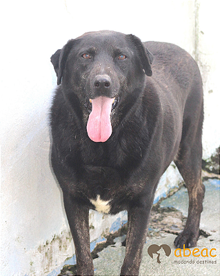 Binho-300 Anjos - 09 anos