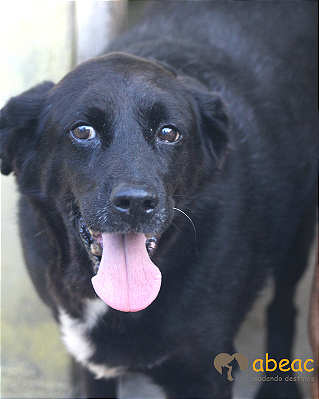 Buck-Mel-Pedreira - 16 anos