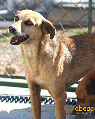 Dharma-Caucaia - 09 anos