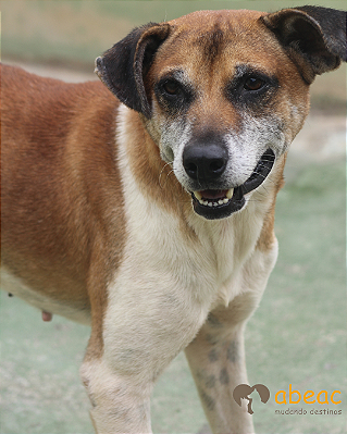 Dobby-300 Anjos - 09 anos