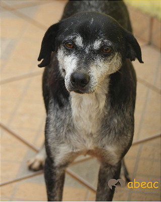 Faísca-300 Anjos - 14 anos