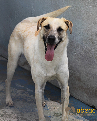 Joca-Princesa - 10 anos