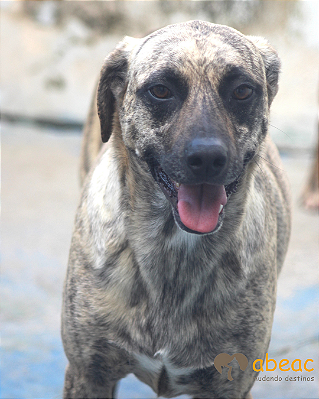 Marvin-Parelheiros - 05 anos