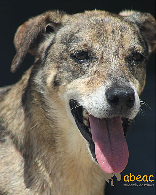 Nara-300 Anjos - 13 anos