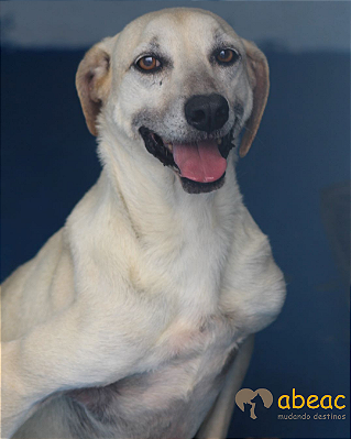 Nero-Parelheiros - 12 anos *APADRINHADO*