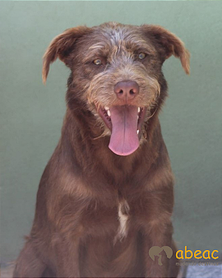 Nescau-300 Anjos - 07 anos