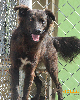 Zézinho-Japonês - 05 anos